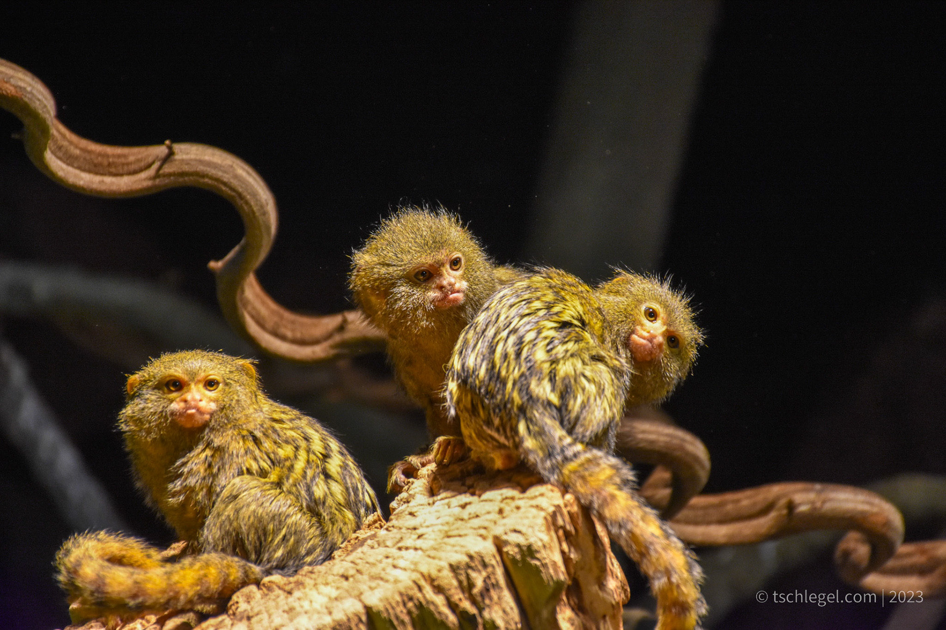 731c5ba0-ce07-46fb-847a-685ab6a17477_rw_1920