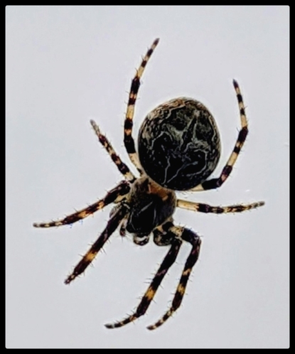 PXL_20241102_1413384434