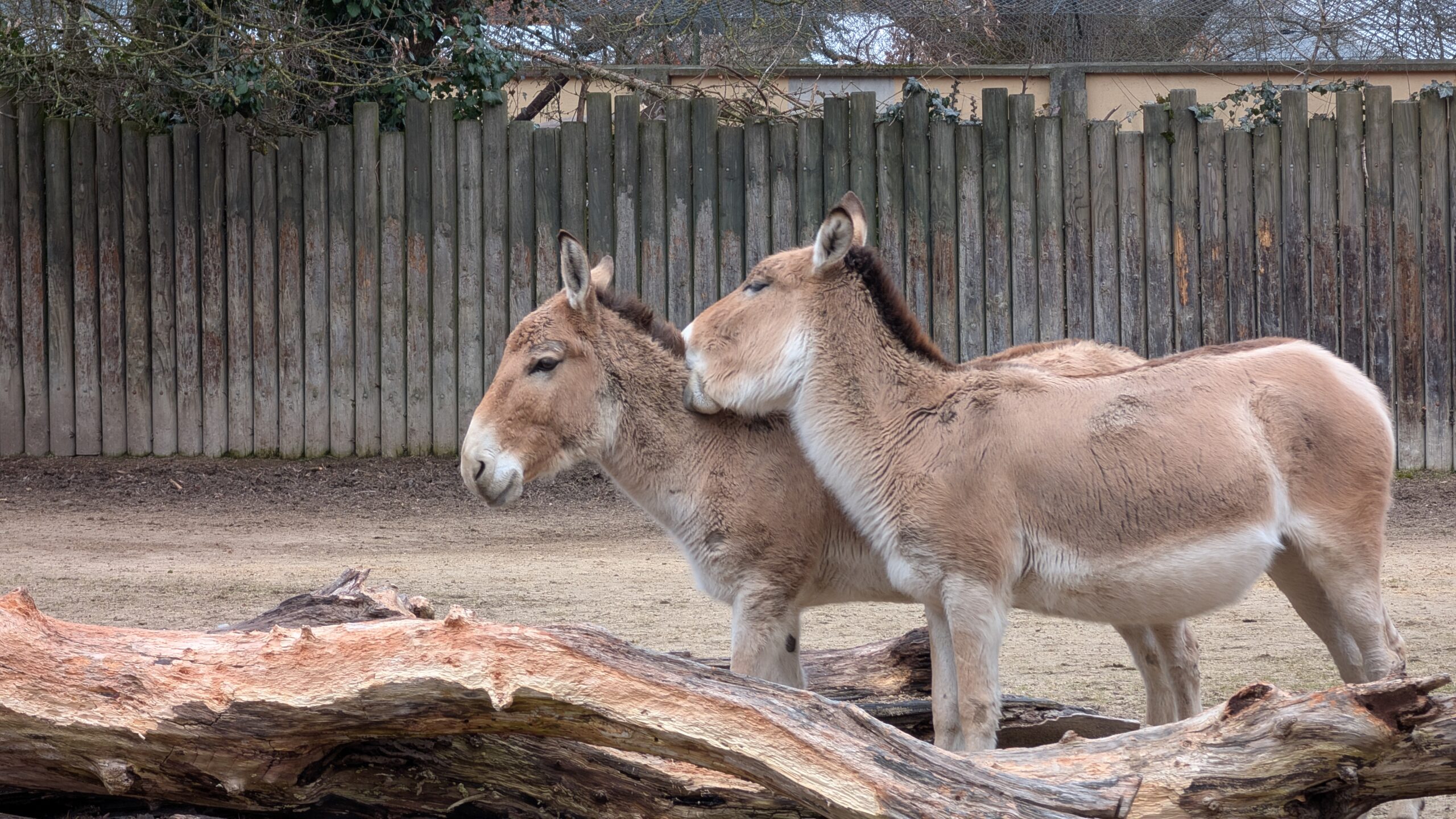 PXL_20250223_082351194.RAW-01.COVER